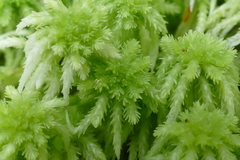 Sphagnum cristatum