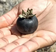 Diospyros oaxacana