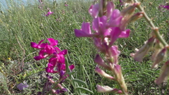 Hedysarum ucrainicum