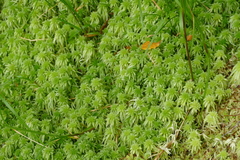Sphagnum cristatum