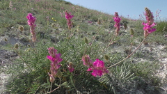 Hedysarum ucrainicum