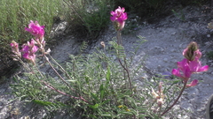 Hedysarum ucrainicum