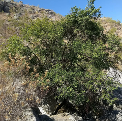 Diospyros oaxacana