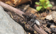 Pritchardia hirtipes