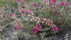 Hedysarum ucrainicum