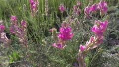 Hedysarum ucrainicum