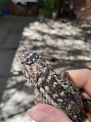 Sceloporus spinosus