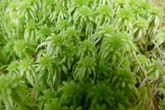Sphagnum cristatum
