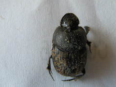 Onthophagus nuchicornis