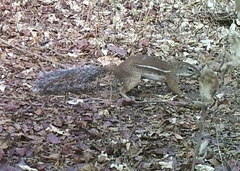 Euxerus erythropus