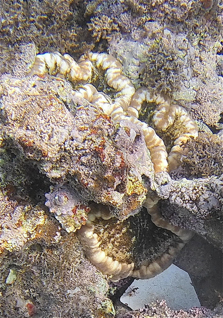 Adhesive sea anemone