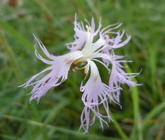 Dianthus superbus superbus