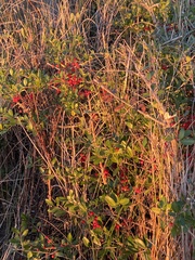 Ilex vomitoria