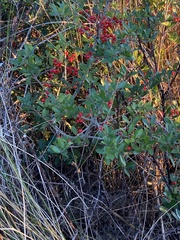 Ilex vomitoria