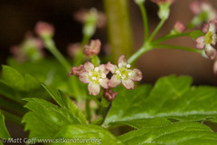 Osmorhiza purpurea