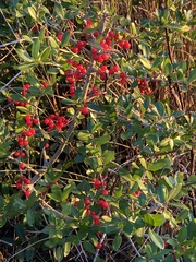 Ilex vomitoria