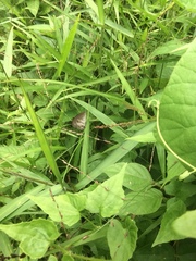 Ypthima pandocus corticaria