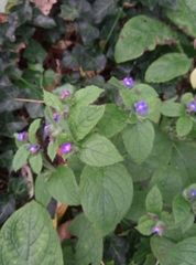 Pentaglottis sempervirens