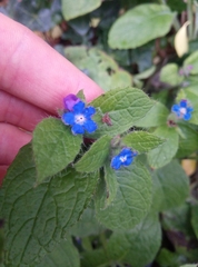 Pentaglottis sempervirens