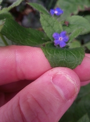 Pentaglottis sempervirens