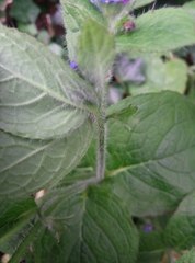 Pentaglottis sempervirens