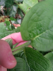 Pentaglottis sempervirens