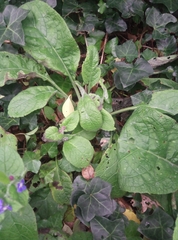 Pentaglottis sempervirens