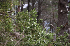 Psoralea obliqua