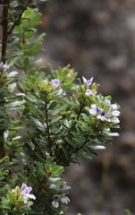 Psoralea obliqua