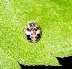 Psyllobora bicongregata