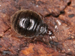 Myrmedobia