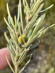Grubbia tomentosa
