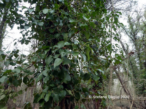 Common ivy