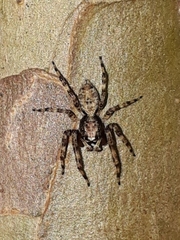 Titanattus notabilis