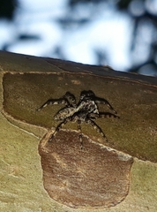 Titanattus notabilis