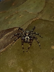 Titanattus notabilis