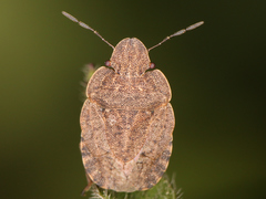 Sciocoris