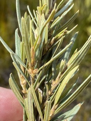 Grubbia tomentosa