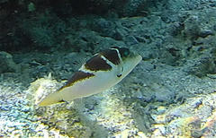 Canthigaster cyanospilota