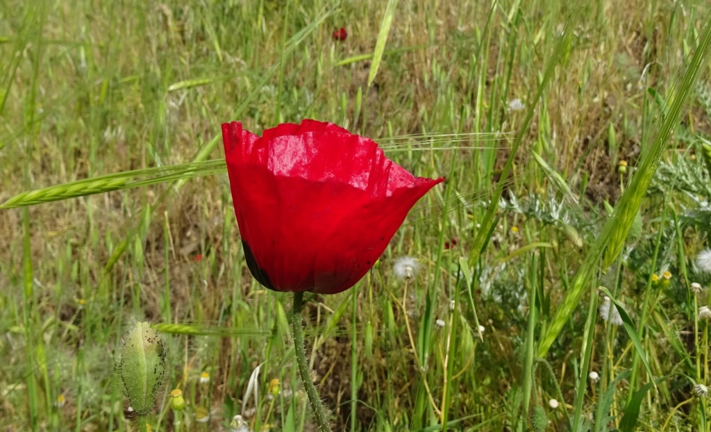 Syrian Poppy
