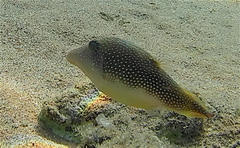 Canthigaster margaritata