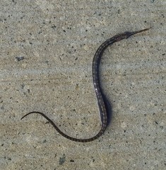 Black Pipefish photo 3