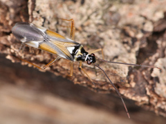 Cyllecoris histrionius