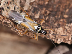 Cyllecoris histrionius