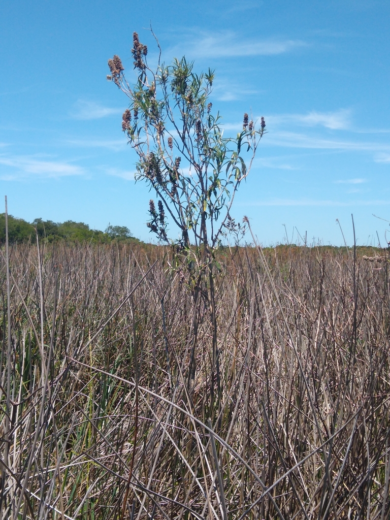 Buddleja thyrsoides