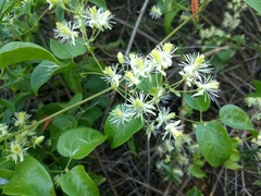 Clematis rhodocarpa