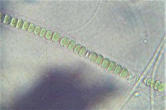 Cyanothrix gardneri
