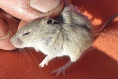 Reithrodontomys humulis