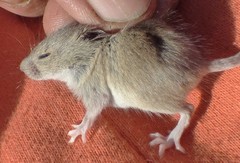 Reithrodontomys humulis