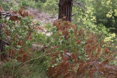Psoralea obliqua